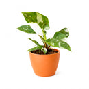 8" pot philodendron 'white princess' live houseplant for sale, large lush specimen with dramatic pure white and forest green variegated leaves, upright self-heading philodendron erubescens cultivar, rare sought-after collector aroid, glossy leaf texture with unique pattern on every leaf, impressive indoor tropical statement plant, ultimate rare plant gift for enthusiasts