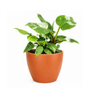 8" pot philodendron 'white princess' live houseplant for sale, large lush specimen with dramatic pure white and forest green variegated leaves, upright self-heading philodendron erubescens cultivar, rare sought-after collector aroid, glossy leaf texture with unique pattern on every leaf, impressive indoor tropical statement plant, ultimate rare plant gift for enthusiasts