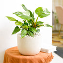 8" pot philodendron 'white princess' live houseplant for sale, large lush specimen with dramatic pure white and forest green variegated leaves, upright self-heading philodendron erubescens cultivar, rare sought-after collector aroid, glossy leaf texture with unique pattern on every leaf, impressive indoor tropical statement plant, ultimate rare plant gift for enthusiasts