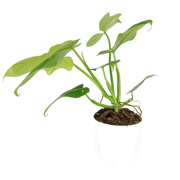 Philodendron Bipennifolium Aurea 'Golden Violin' - Rare Golden Violin -  Succulents Box