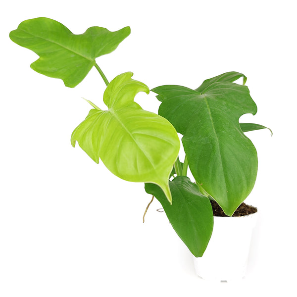 Philodendron Bipennifolium Aurea 'Golden Violin' - Rare Golden Violin