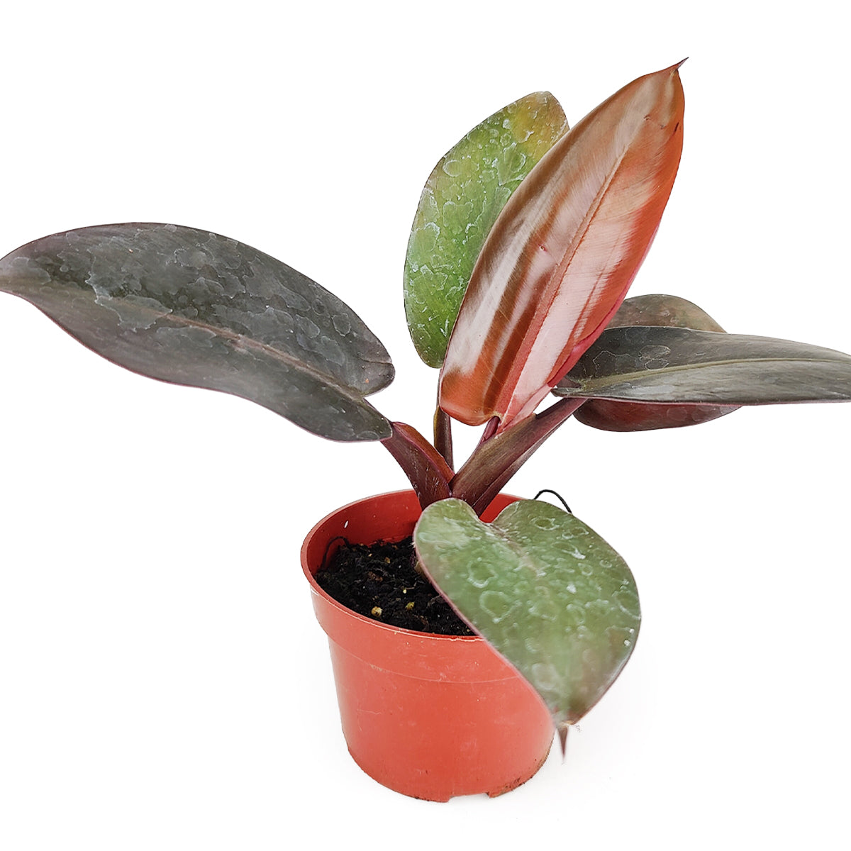 Philodendron Rojo Congo, Colorful Foliage Houseplants, Indoor Houseplants, Easy Care Houseplants