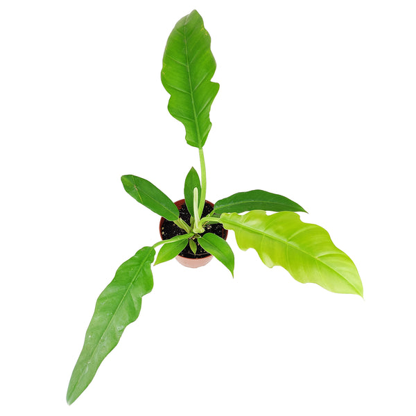 philodendron jungle boogie climbing Philodendron Jungle Boogie - How to Care for Philodendron Jungle Boogie
