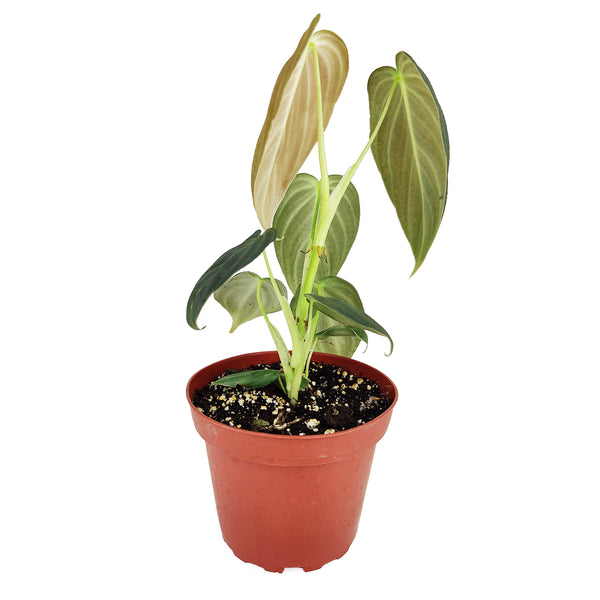 care for philodendron melanochrysum Philodendron Melanochrysum - How to Grow Philodendron Melanochrysum