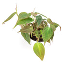 8" pot philodendron 'velvet' - philodendron micans live houseplant for sale, fully established vining plant with dramatic long cascading velvety stems, deep green bronze iridescent foliage with air-purifying properties, supports trailing or climbing growth on poles and hangers, bold bohemian jungle statement for any indoor space, a truly memorable plant gift for any occasion