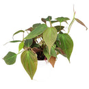 8" pot philodendron 'velvet' - philodendron micans live houseplant for sale, fully established vining plant with dramatic long cascading velvety stems, deep green bronze iridescent foliage with air-purifying properties, supports trailing or climbing growth on poles and hangers, bold bohemian jungle statement for any indoor space, a truly memorable plant gift for any occasion