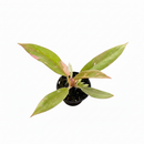 buy Philodendron Ring of Fire Variegated live air plant 6" pot online, rare variegated aroid with ever-changing fiery leaf colors and jagged serrated edges, slow-growing tropical hybrid with vibrant orange lime and cream variegation, humidity-loving statement plant suited for shelves or plant stands in bright indirect light, striking interior decor accent for bohemian or tropical-themed spaces, one-of-a-kind collector plant gift for plant lovers