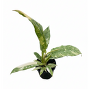 buy Philodendron Ring of Fire Variegated live air plant 6" pot online, rare variegated aroid with ever-changing fiery leaf colors and jagged serrated edges, slow-growing tropical hybrid with vibrant orange lime and cream variegation, humidity-loving statement plant suited for shelves or plant stands in bright indirect light, striking interior decor accent for bohemian or tropical-themed spaces, one-of-a-kind collector plant gift for plant lovers