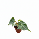6" pot philodendron 'billietiae' live houseplant for sale, large leathery elongated leaves with wavy ridged edges, signature bright orange stems unique to this species, hemiepiphytic climbing growth habit, naturally filters indoor air toxins, eye-catching tropical floor plant for bright indirect light spaces, a rare and memorable gift for any plant lover