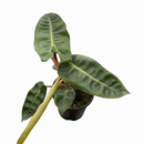 6" pot philodendron 'billietiae' live houseplant for sale, large leathery elongated leaves with wavy ridged edges, signature bright orange stems unique to this species, hemiepiphytic climbing growth habit, naturally filters indoor air toxins, eye-catching tropical floor plant for bright indirect light spaces, a rare and memorable gift for any plant lover