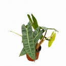 6" pot philodendron 'billietiae' live houseplant for sale, large leathery elongated leaves with wavy ridged edges, signature bright orange stems unique to this species, hemiepiphytic climbing growth habit, naturally filters indoor air toxins, eye-catching tropical floor plant for bright indirect light spaces, a rare and memorable gift for any plant lover