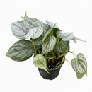 8" pot philodendron 'brandi' live houseplant for sale, large established silver leaf philodendron with cascading vines and pronounced variegation, glossy leathery leaf texture, fast-growing climbing form suited to moss pole or trellis, air-purifying indoor tropical showpiece, luxurious collector plant gift for the home or office
