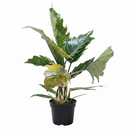 6" pot philodendron choco empress live houseplant for sale, dramatic tropical foliage in chocolate-brown and dark green with deeply scalloped lobed margins on broad wide leaves, full upright clumping growth habit creating an impressive vase-shaped indoor specimen, velvety leaf surface with rich color contrast between juvenile and mature growth stages, easy-moderate care tropical aroid suited for bright indirect to medium light indoors, a standout floor or shelf statement plant for tropical decor lovers, a p