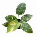 4" pot philodendron 'congo nuclear' live houseplant for sale, vibrant cream and lime marbled leaf pattern, broad glossy tropical foliage, bushy upright non-climbing form, air-purifying indoor plant, striking modern decor accent, unique and thoughtful housewarming gift