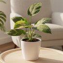 4" pot philodendron 'congo nuclear' live houseplant for sale, vibrant cream and lime marbled leaf pattern, broad glossy tropical foliage, bushy upright non-climbing form, air-purifying indoor plant, striking modern decor accent, unique and thoughtful housewarming gift