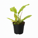 4" pot philodendron 'golden crocodile' live houseplant for sale, striking large golden-hued serrated leaves with bold sculptural texture and tropical presence, upright growing rare philodendron cultivar, adds vibrant warmth and a wild jungle feel to home or office decor, an unforgettable gift for rare plant collectors