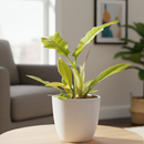 4" pot philodendron 'golden crocodile' live houseplant for sale, striking large golden-hued serrated leaves with bold sculptural texture and tropical presence, upright growing rare philodendron cultivar, adds vibrant warmth and a wild jungle feel to home or office decor, an unforgettable gift for rare plant collectors