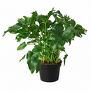 buy philodendron 'little hope' live houseplant 6" pot online, wavy indented leaf edges with glossy forest green color, self-heading compact cultivar with architectural tropical form, thick-textured split leaves on sturdy upright stems, moderate care with rewarding fast unfurling growth, dramatic jungle-inspired decor accent for any interior, ideal plant gift for tropical plant lovers and home decorators