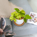 Low-light tolerant tropical plants for apartments, Buy Philodendron Neon online, Decorative foliage plants with neon-green leaves