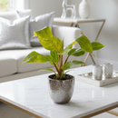 Climbing variegated Philodendron, Rare mottled/speckled variegation houseplant for gift ideas