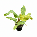Climbing variegated Philodendron, Rare mottled/speckled variegation houseplant for gift ideas