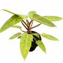 buy philodendron 'painted lady' live houseplant 6" pot online, chartreuse and forest green artfully splashed leaf pattern, glossy elongated leaves with reddish-pink stems, vining upright growth suited to a moss pole or trellis, air purifying tropical statement plant, a show-stopping gift for aroid enthusiasts and houseplant collectors