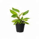 buy philodendron 'painted lady' live houseplant 6" pot online, chartreuse and forest green artfully splashed leaf pattern, glossy elongated leaves with reddish-pink stems, vining upright growth suited to a moss pole or trellis, air purifying tropical statement plant, a show-stopping gift for aroid enthusiasts and houseplant collectors