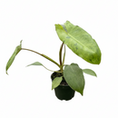6" pot philodendron 'paraiso verde' live air plant for sale, marbled multicolor green and pale cream variegated leaves, trailing and climbing growth with striking elongated leaf form, collector-grade rare philodendron with vivid shifting patterns, bright indirect light lover for indoor tropical displays, lush bohemian interior accent plant, exceptional collector find gift for rare plant admirers