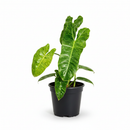 6" pot philodendron 'paraiso verde' live air plant for sale, marbled multicolor green and pale cream variegated leaves, trailing and climbing growth with striking elongated leaf form, collector-grade rare philodendron with vivid shifting patterns, bright indirect light lover for indoor tropical displays, lush bohemian interior accent plant, exceptional collector find gift for rare plant admirers