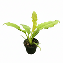 6" pot philodendron 'ring of fire gold' live houseplant for sale, multi-colored serrated leaves in shades of gold lime cream and deep green, upright vining tropical philodendron with dramatic prehistoric silhouette, slow-growing rare cultivar prized among collectors, bright indirect light requirement with excellent air-purifying qualities, bold statement plant for living rooms or bright indoor spaces, exceptional collector's plant gift