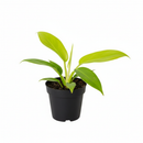 6" pot philodendron 'ring of fire gold' live houseplant for sale, multi-colored serrated leaves in shades of gold lime cream and deep green, upright vining tropical philodendron with dramatic prehistoric silhouette, slow-growing rare cultivar prized among collectors, bright indirect light requirement with excellent air-purifying qualities, bold statement plant for living rooms or bright indoor spaces, exceptional collector's plant gift