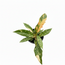 buy Philodendron Ring of Fire Variegated live air plant 6" pot online, rare variegated aroid with ever-changing fiery leaf colors and jagged serrated edges, slow-growing tropical hybrid with vibrant orange lime and cream variegation, humidity-loving statement plant suited for shelves or plant stands in bright indirect light, striking interior decor accent for bohemian or tropical-themed spaces, one-of-a-kind collector plant gift for plant lovers