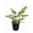 buy Philodendron Ring of Fire Variegated live air plant 6" pot online, rare variegated aroid with ever-changing fiery leaf colors and jagged serrated edges, slow-growing tropical hybrid with vibrant orange lime and cream variegation, humidity-loving statement plant suited for shelves or plant stands in bright indirect light, striking interior decor accent for bohemian or tropical-themed spaces, one-of-a-kind collector plant gift for plant lovers