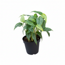 Monstera Siltepecana Rare Silver Monstera Vine 4 inch grower pot for sale, Philodendron Silver Queen Plant for Home Decoration