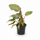 buy philodendron 'summer glory' live houseplant 4" pot online, patented lariann garner hybrid with large glossy leaves transitioning from copper to deep green, red-margined mature foliage and striking cataphylls on new growth, upright arching tropical form for floor or shelf displays, vibrant rare aroid gift for plant enthusiasts