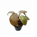 buy philodendron 'summer glory' live houseplant 4" pot online, patented lariann garner hybrid with large glossy leaves transitioning from copper to deep green, red-margined mature foliage and striking cataphylls on new growth, upright arching tropical form for floor or shelf displays, vibrant rare aroid gift for plant enthusiasts