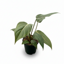 buy philodendron 'summer glory' live houseplant 4" pot online, patented lariann garner hybrid with large glossy leaves transitioning from copper to deep green, red-margined mature foliage and striking cataphylls on new growth, upright arching tropical form for floor or shelf displays, vibrant rare aroid gift for plant enthusiasts