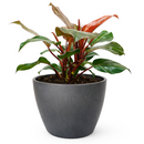 buy philodendron 'sun red' live houseplant 4" pot online, sunset-hued juvenile leaves in brilliant red maturing to deep green creating living gradient effect, thick smooth glossy texture, upright self-heading philodendron selloum cultivar, low-maintenance and beginner friendly, bold colorful indoor accent plant, cherished gift for any occasion