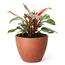 buy philodendron 'sun red' live houseplant 4" pot online, sunset-hued juvenile leaves in brilliant red maturing to deep green creating living gradient effect, thick smooth glossy texture, upright self-heading philodendron selloum cultivar, low-maintenance and beginner friendly, bold colorful indoor accent plant, cherished gift for any occasion