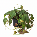 8" pot philodendron 'velvet' - philodendron micans live houseplant for sale, fully established vining plant with dramatic long cascading velvety stems, deep green bronze iridescent foliage with air-purifying properties, supports trailing or climbing growth on poles and hangers, bold bohemian jungle statement for any indoor space, a truly memorable plant gift for any occasion