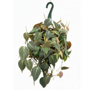 8" pot philodendron 'velvet' - philodendron micans live houseplant for sale, fully established vining plant with dramatic long cascading velvety stems, deep green bronze iridescent foliage with air-purifying properties, supports trailing or climbing growth on poles and hangers, bold bohemian jungle statement for any indoor space, a truly memorable plant gift for any occasion