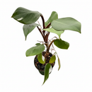 6 inch Philodendron 'White Knight', rare tropical plants, large houseplants for sale, buy live plants online