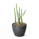 4" pot pickle plant kleinia stapeliiformis cactus live cactus for sale, healthy mid-size pickle plant kleinia stapeliiformis cactus with multiple upright ribbed green stems and delicate arrowhead patterning