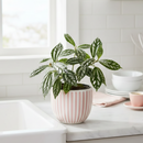 buy pilea 'aluminum' live houseplant 4" pot online, uniquely textured tropical foliage with metallic silver accents, fast-growing bushy plant that responds well to pinching, pet-friendly and beginner-friendly care, architectural silver-green contrast for modern or eclectic interiors, thrives near kitchen or bathroom moisture, an excellent housewarming or birthday gift