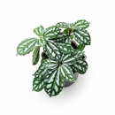 buy pilea 'aluminum' live houseplant 4" pot online, uniquely textured tropical foliage with metallic silver accents, fast-growing bushy plant that responds well to pinching, pet-friendly and beginner-friendly care, architectural silver-green contrast for modern or eclectic interiors, thrives near kitchen or bathroom moisture, an excellent housewarming or birthday gift