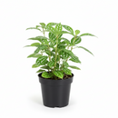 buy pilea 'aluminum' live houseplant 4" pot online, uniquely textured tropical foliage with metallic silver accents, fast-growing bushy plant that responds well to pinching, pet-friendly and beginner-friendly care, architectural silver-green contrast for modern or eclectic interiors, thrives near kitchen or bathroom moisture, an excellent housewarming or birthday gift