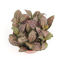 buy fittonia 'pink' live houseplant 4" pot online, richly patterned pink-veined foliage on a compact spreading evergreen perennial, trailing stems perfect for hanging pots or dish gardens, naturally humidifies indoor air, an expressive bohemian accent plant for any cozy corner, a heartfelt and unique gift for nature lovers