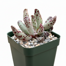 Plover Eggs Plant Adromischus Cooperi