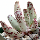 Plover Eggs Plant Adromischus Cooperi