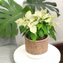best place to buy house plants online, best place to buy indoor plants near me, buy houseplants online